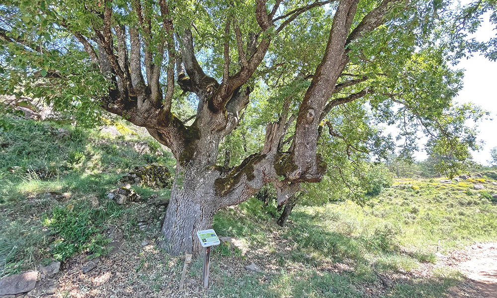 Pequevisitas «Los protectores del bosque». Quejigos Centenarios