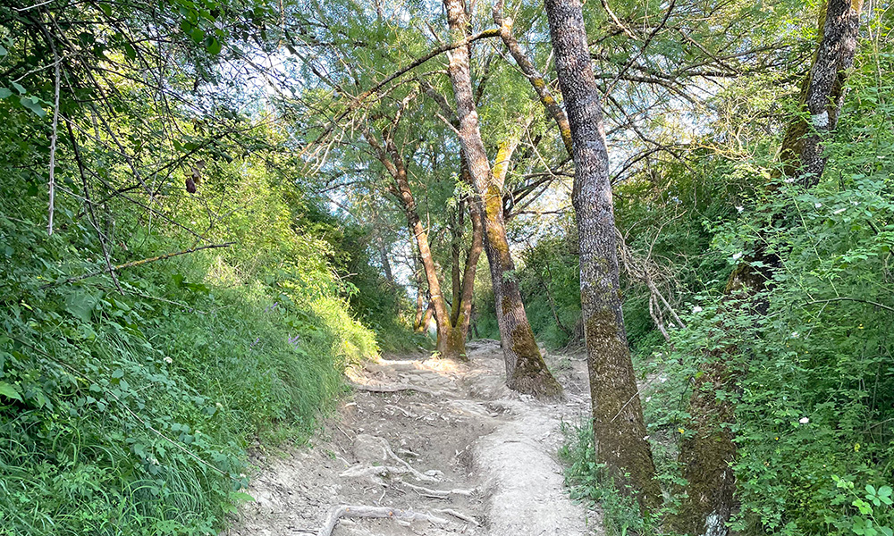 Pequevisitas «Los protectores del bosque». La Serreta