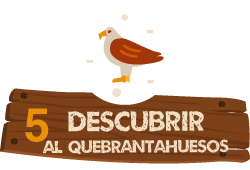 Paso 5: descubrir al quebrantahuesos